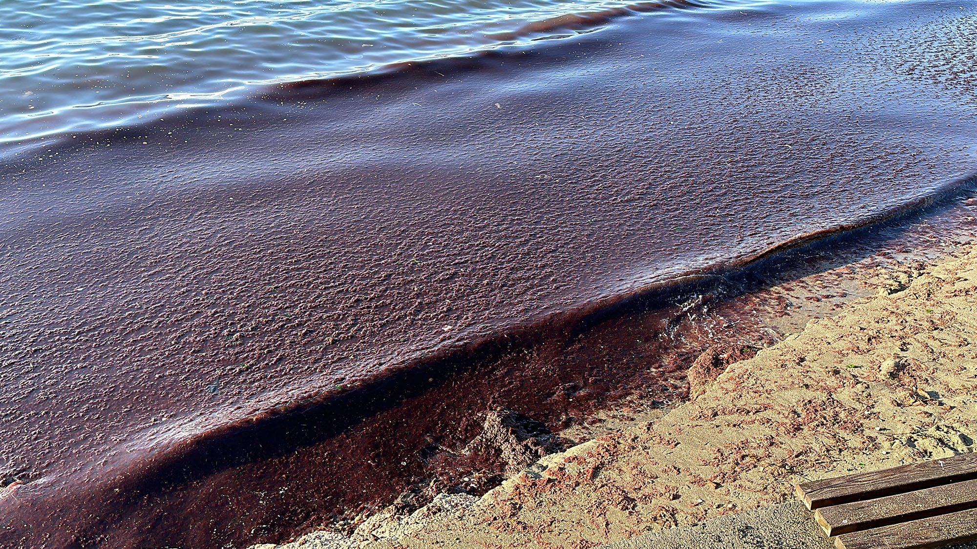 Tekirdağ'da lodos sonrası Süleymanpaşa ilçesi sahili, yine yosunla kaplandı.