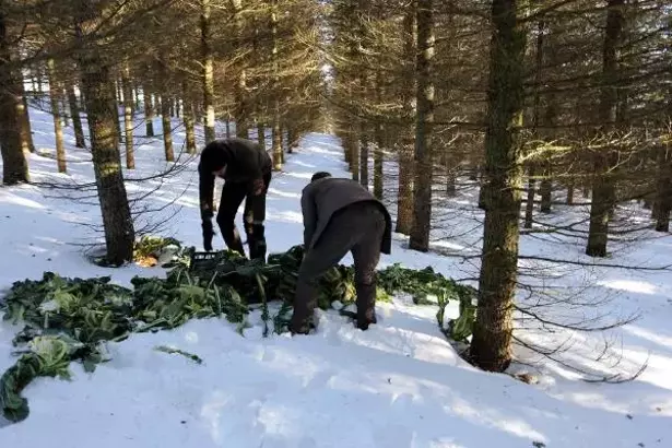 Tekirdağ'ın karla kaplı yüksek kesimlerinde  yiyecek bulmakta guçlük çeken yaban hayvanları