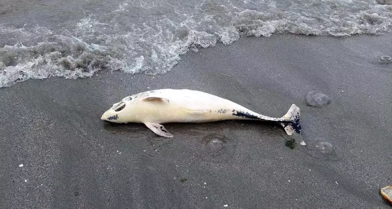 Tekirdağ'ın Süleymanpaşa ilçesinde sahile ölü yunus vurdu.