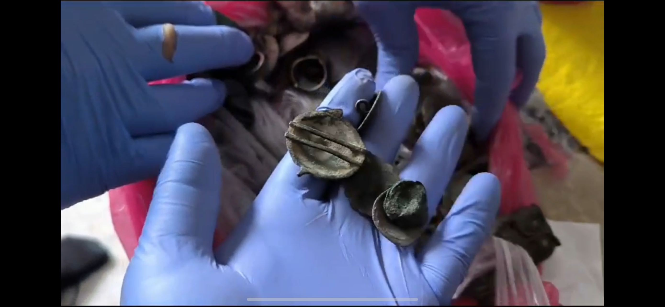 Tekirdağ Şarköy'de ihbar üzerine bir eve operasyon düzenleyen polis, 266