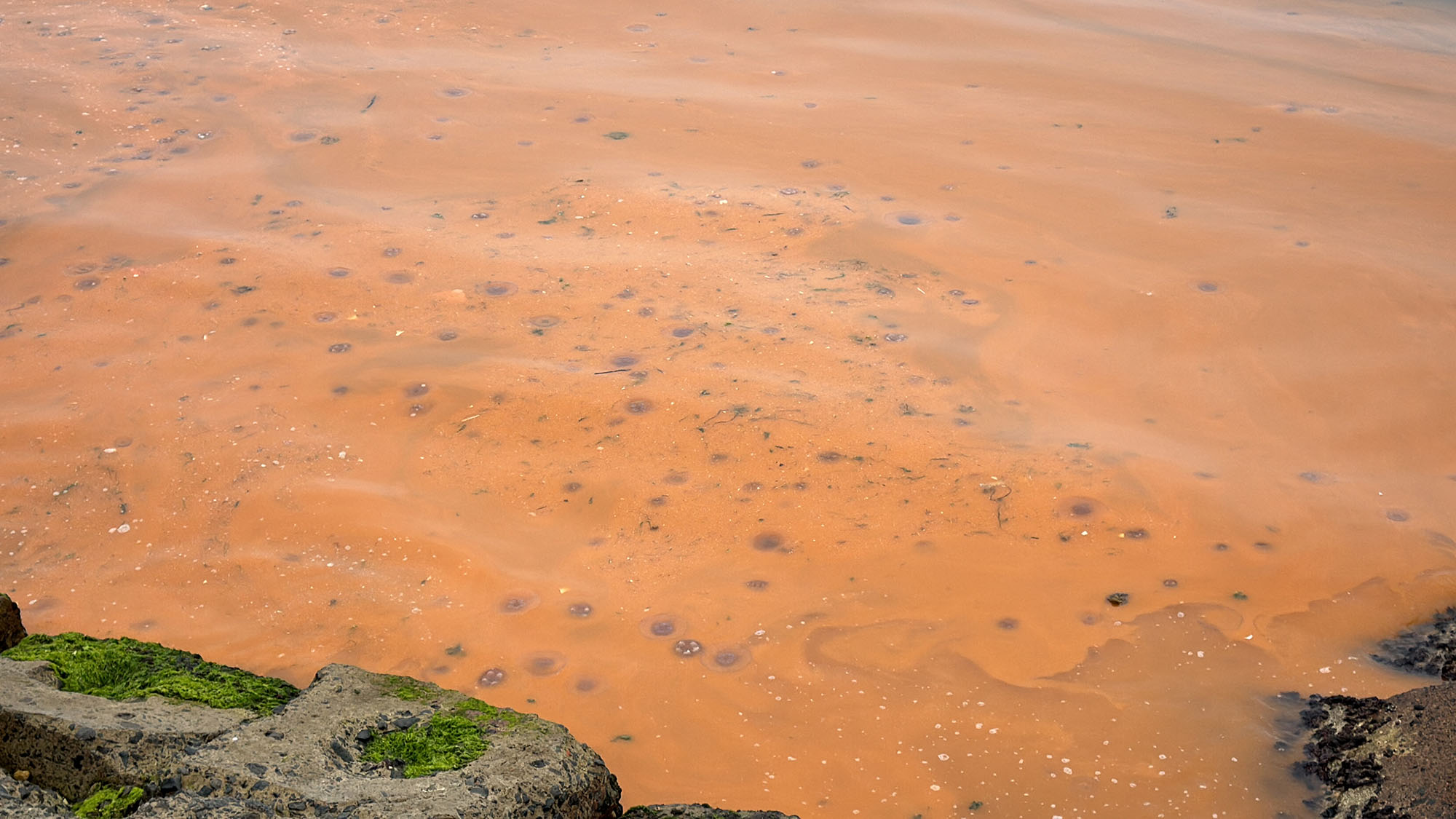Hava sıcaklıklarının artması nedeniyle, Marmara denizinin Tekirdağ kıyılarında plankton patlaması