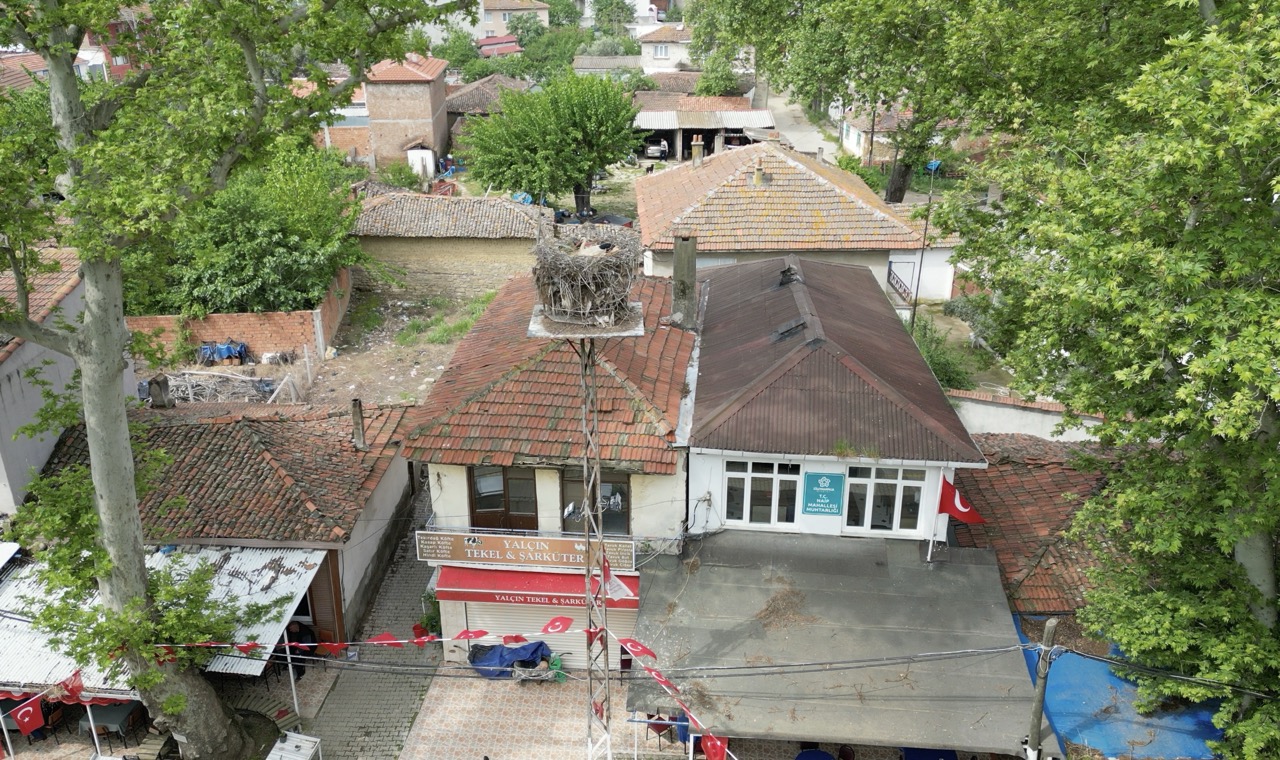 Tekirdağ’ın Naip köyüne gelen leylek, 20 yıldır aynı yerde yuva