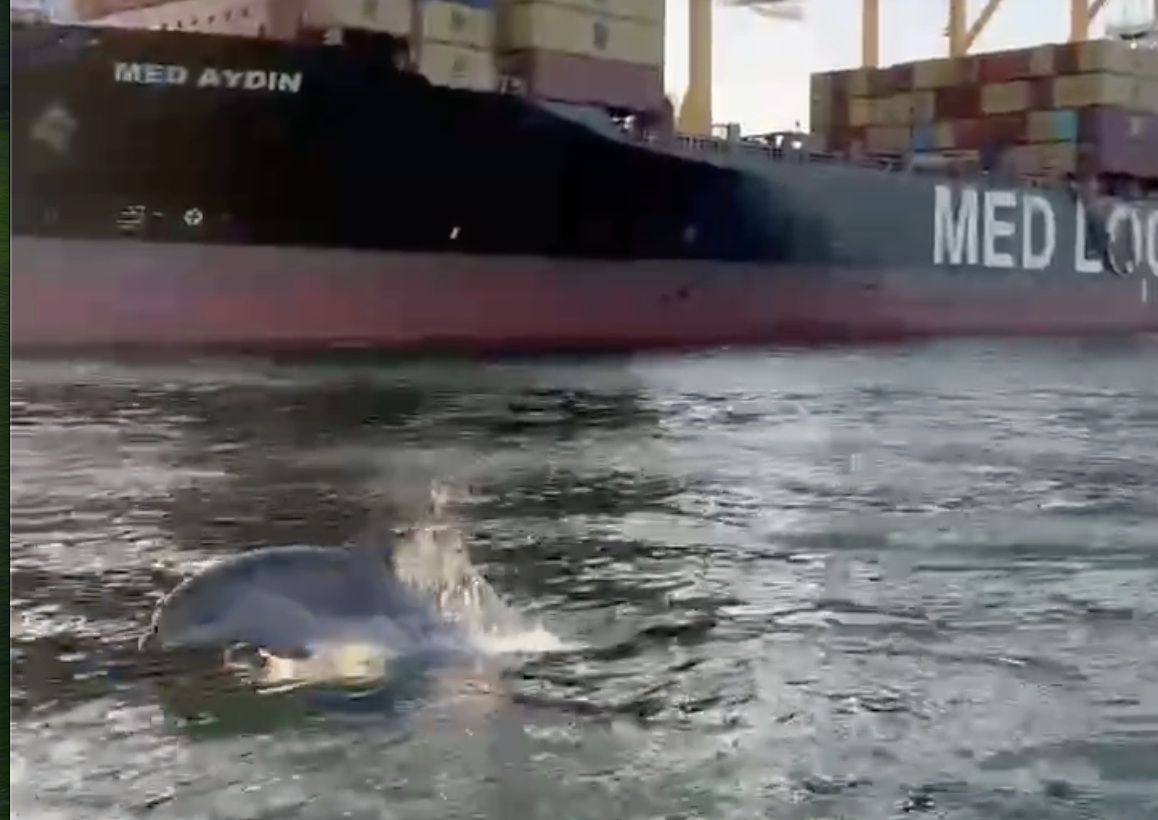 Tekirdağ’ın Süleymanpaşa ilçesi Barbaros mahallesinde bulunan liman açıklarında su yüzüne