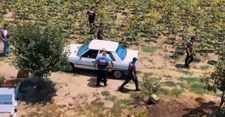 Tekirdağ'ın Saray ilçesinde hazine arazisine Hint keneviri eken şüpheli jandarma