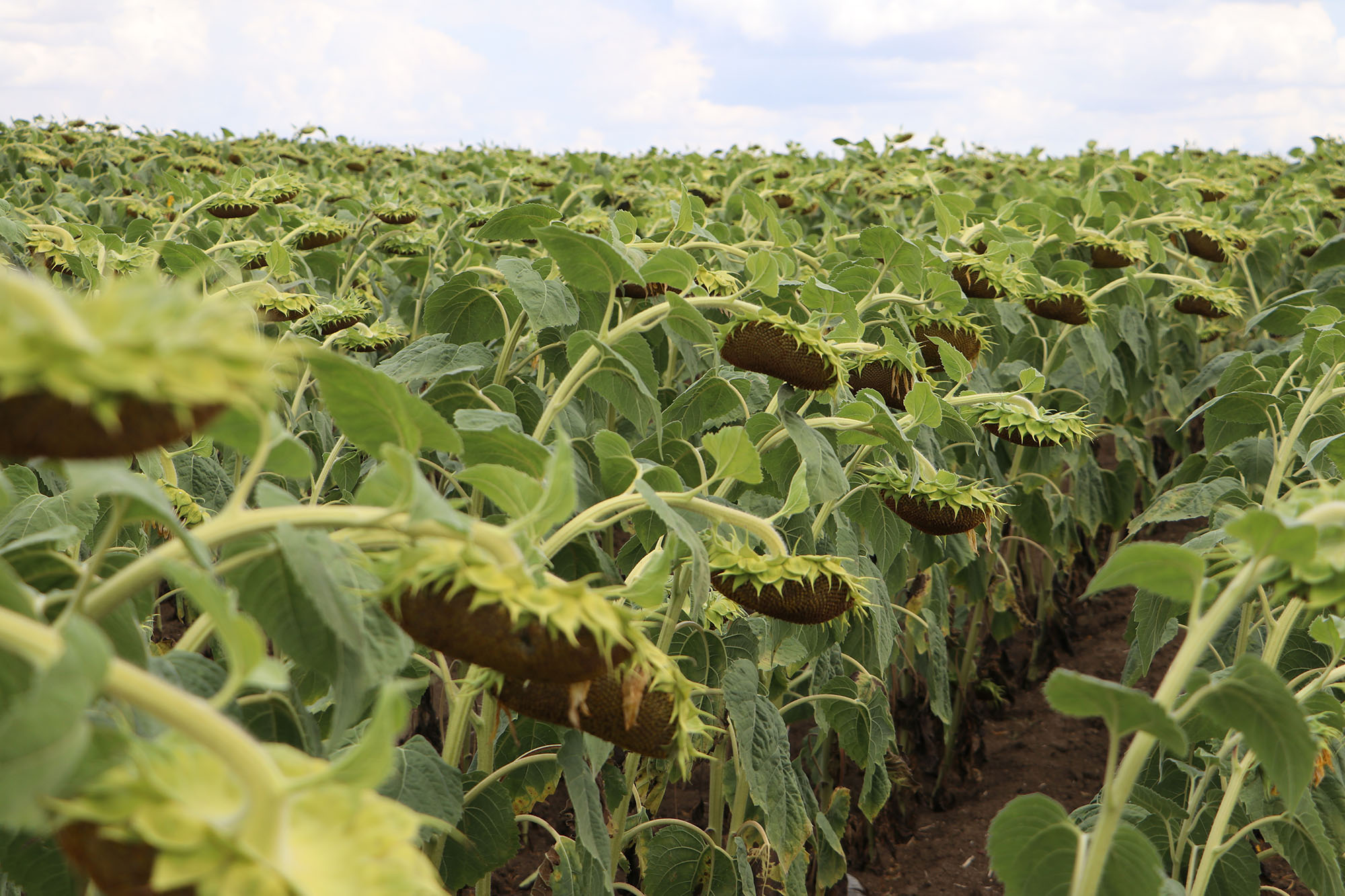 Trakya Kalkınma Ajansı tarafından desteklenen Yerli ve Milli Hibrit Ayçiçeği