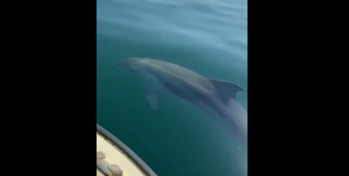 Tekirdağ’ın Süleymanpaşa İlçesi Değirmenaltı mahallesi açıklarında tekneye eşlik eden yunus