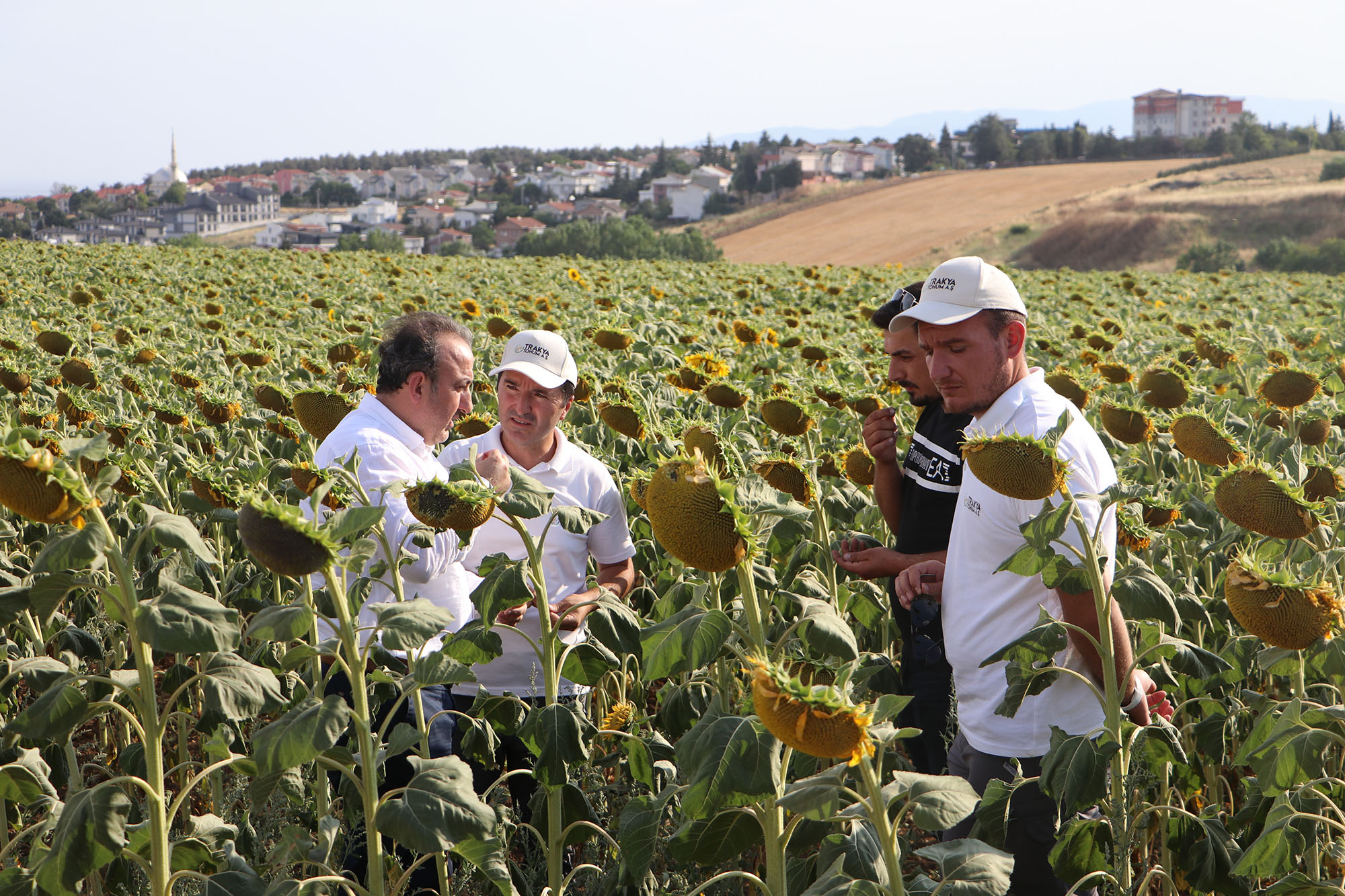 Trakya Kalkınma Ajansı Genel Sekreteri Mahmut Şahin, Trakya tarlalarında üretilen
