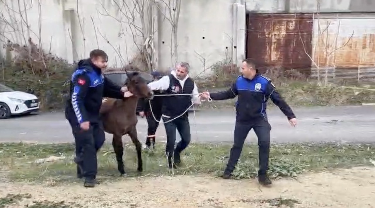 Tekirdağ’ın Süleymanpaşa ilçesinde günlerdir kentin çeşitli yerlerinde gezen başıboş atlar,
