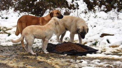 Süleymanpaşa Belediyesi ekipleri, kar ve yağmur yağışıyla birlikte soğuk havanın