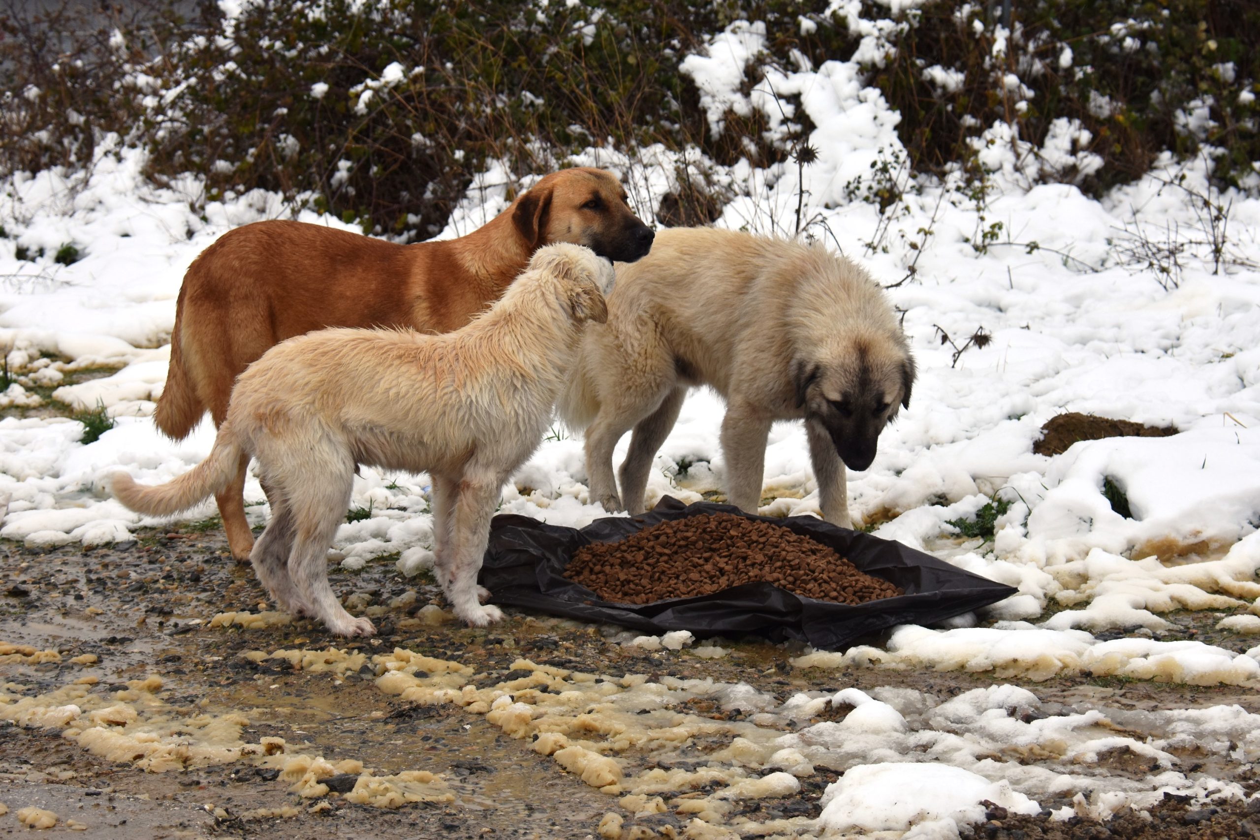Süleymanpaşa Belediyesi ekipleri, kar ve yağmur yağışıyla birlikte soğuk havanın