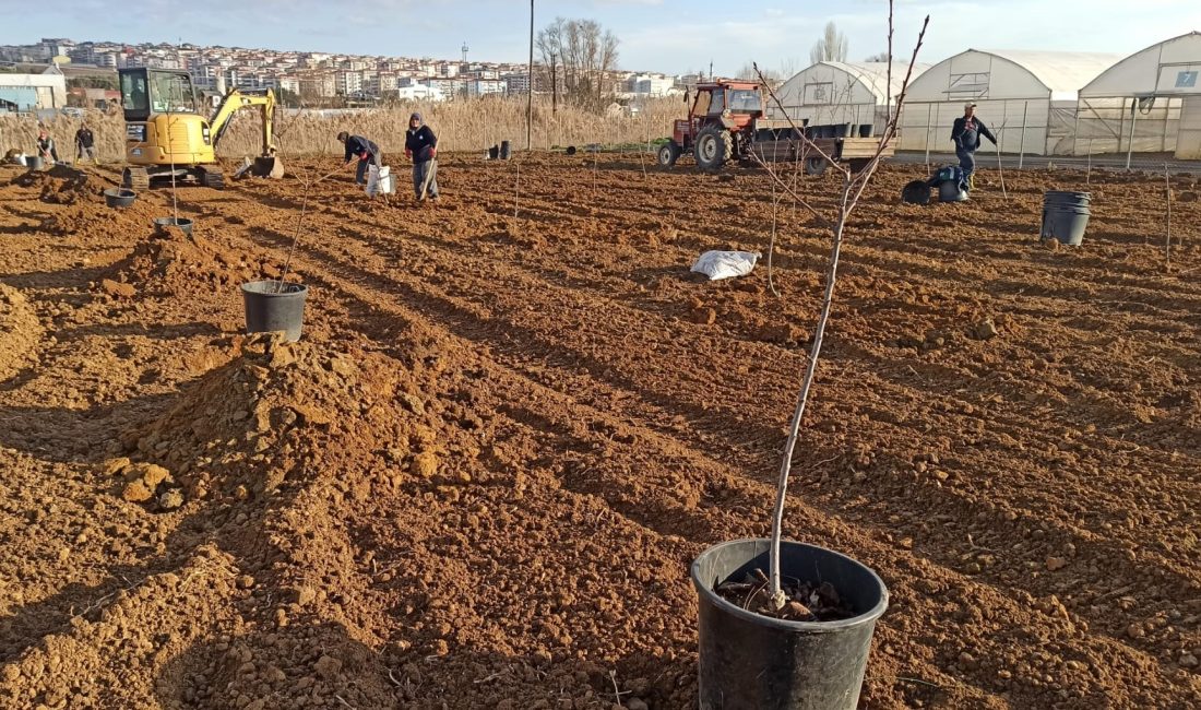 Süleymanpaşa Belediyesi 500 meyve ağacı dikti Süleymanpaşa Belediyesi, kendi seralarında çekirdekten yetiştirdiği meyve ağacı fidanlarını toprakla