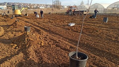 Süleymanpaşa Belediyesi, kendi seralarında çekirdekten yetiştirdiği meyve ağacı fidanlarını toprakla