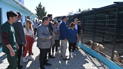 Her yıl 17 Şubat'ta kutlanan Dünya Kediler Günü, sokak kedilerinin