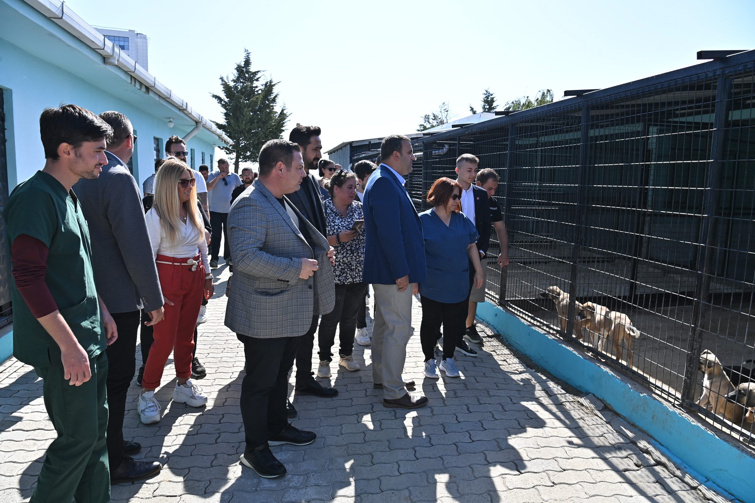Her yıl 17 Şubat'ta kutlanan Dünya Kediler Günü, sokak kedilerinin