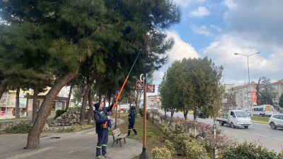 Süleymanpaşa Belediyesi, ağaçlara ciddi zararlar veren çam kese böceğiyle mücadele