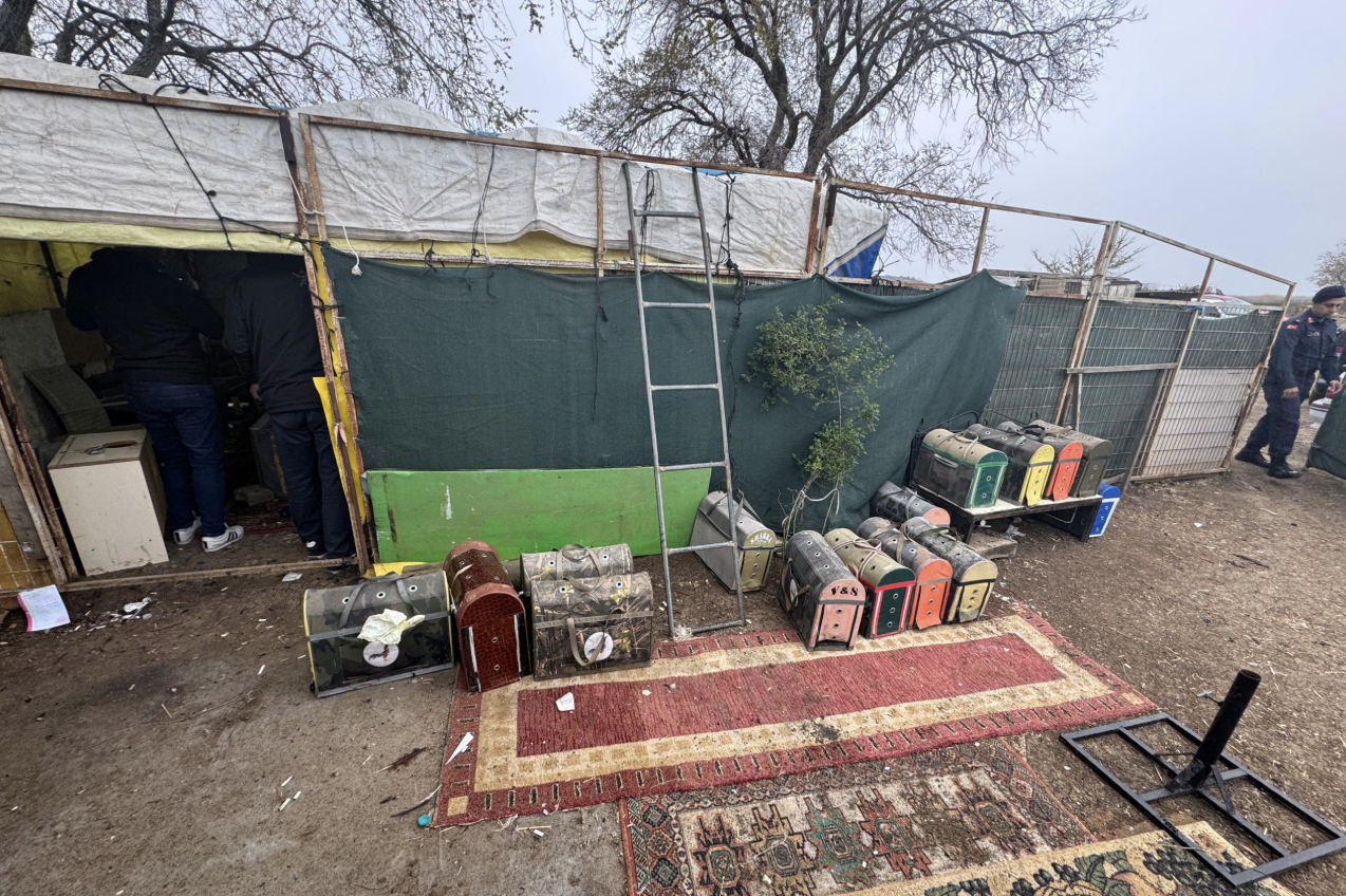 Tekirdağ’ın Süleymanpaşa ilçesinde bir çiftlikte horoz dövüştürüldüğü ihbarı üzerine jandarma