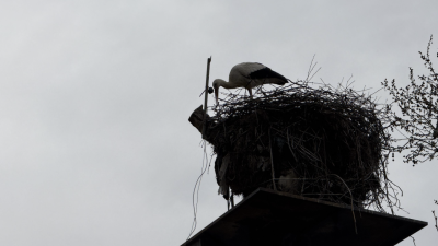 Tekirdağ’ın Naip Mahallesi’nde her yıl vatandaşların gelişini heyecanla beklediği leylekler,