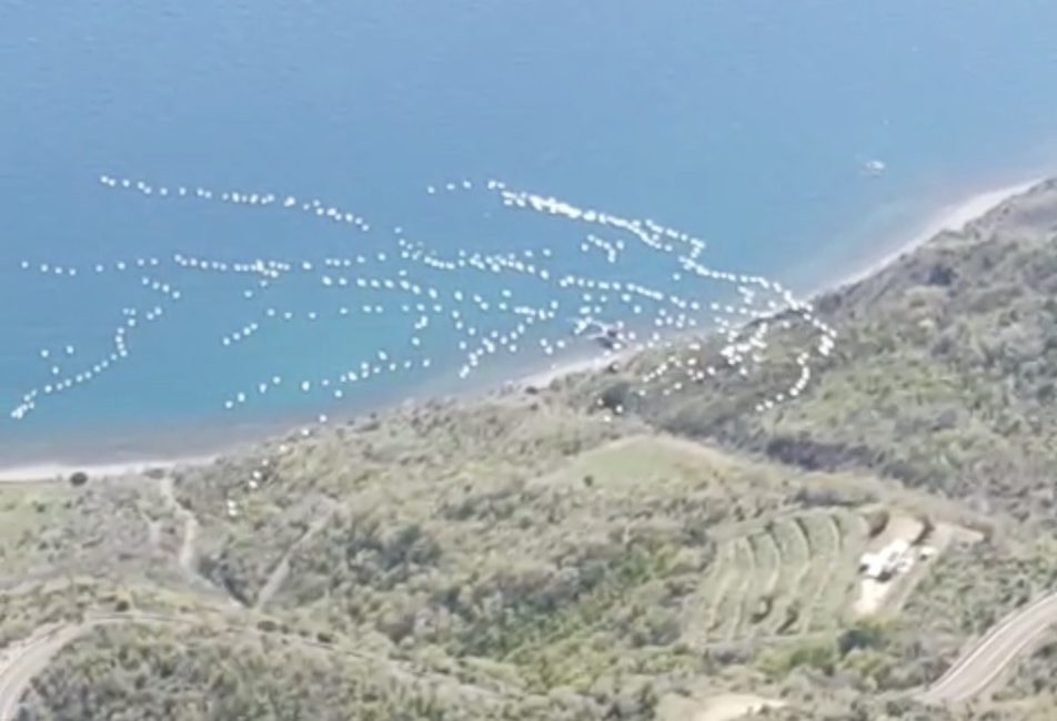 Tekirdağ’ın Şarköy ilçesinde göç eden pelikanlar gökyüzünde adeta bir görsel