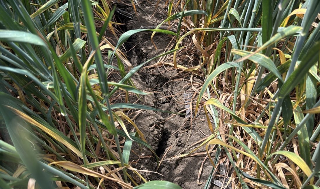 Yağmur Yağmazsa, Tarihin En Büyük Kuraklığı Yaşanacak Trakya Tohumcular Derneği (TRAKTOD) Başkanı İbrahim Toruk, Trakya’nın kuraklık tehlikesi ile karşı karşıya