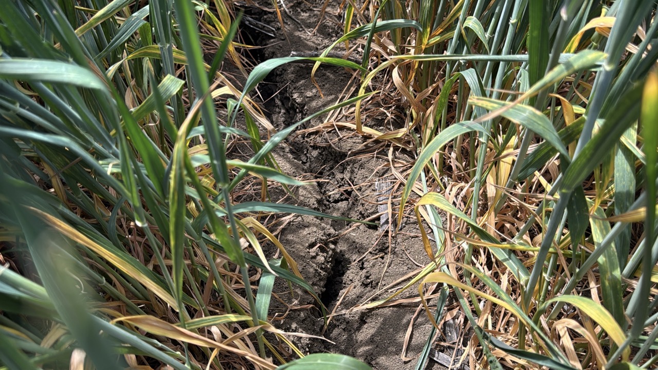 Trakya Tohumcular Derneği (TRAKTOD) Başkanı İbrahim Toruk, Trakya’nın kuraklık tehlikesi ile karşı karşıya