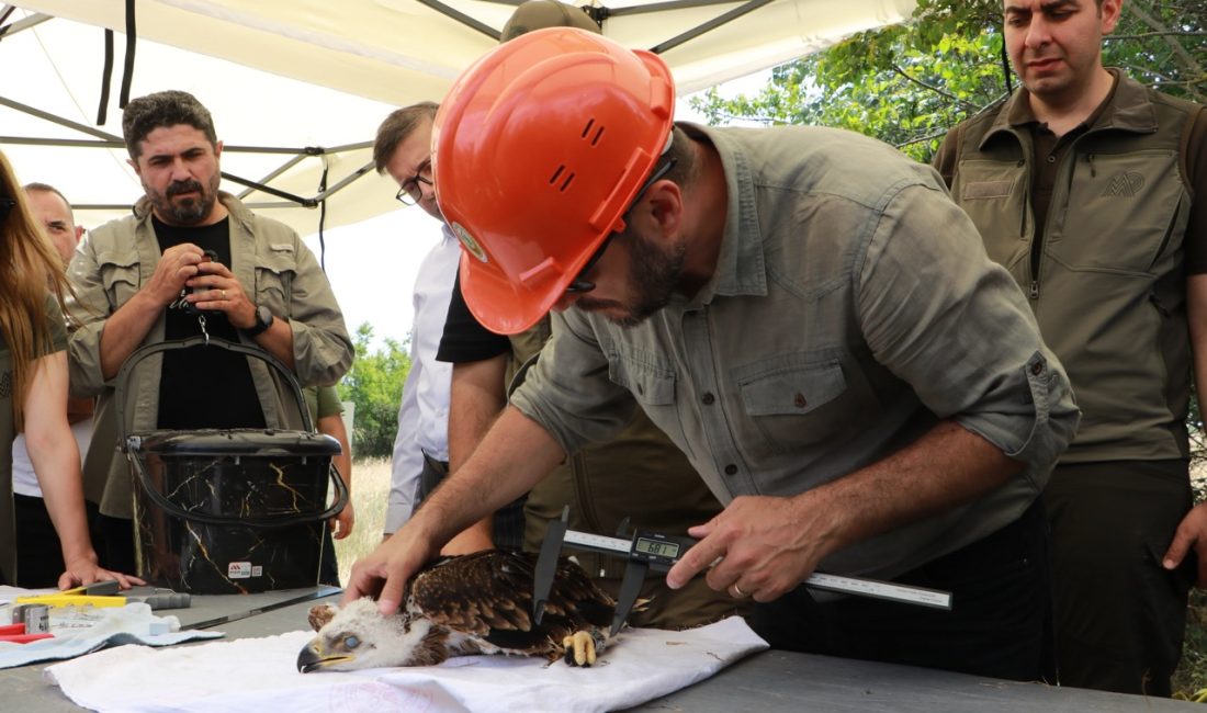 Kuşların göç rotasında yer alan Trakya'da nesli tükenme tehlikesi altındaki
