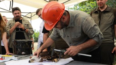 Kuşların göç rotasında yer alan Trakya'da nesli tükenme tehlikesi altındaki