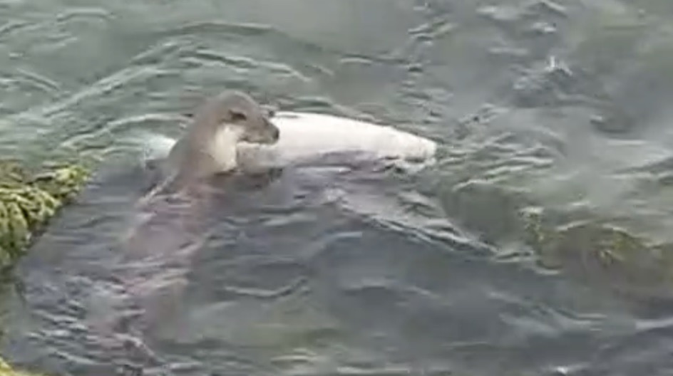 Tekirdağ’da Su Samuru Görüntülendi Tekirdağ’ın Süleymanpaşa ilçesi sahilinde nesli tehlike altında bulunan su samuru