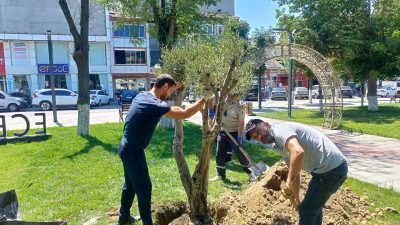 Tekirdağ’ın Saray ilçesinde, barışı, bilgeliği ve bereketi simgeleyen 4 adet