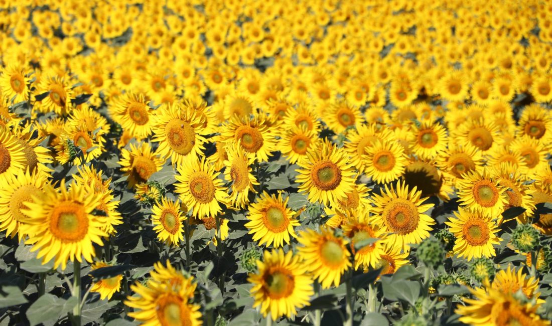 Tekirdağ’da Ayçiçekleri Görsel Şölene Dönüştü Tekirdağ’da yaz mevsiminin gelişiyle birlikte ayçiçekleri açmaya başladı. Sarı renkleriyle