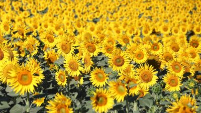 Tekirdağ’da yaz mevsiminin gelişiyle birlikte ayçiçekleri açmaya başladı. Sarı renkleriyle