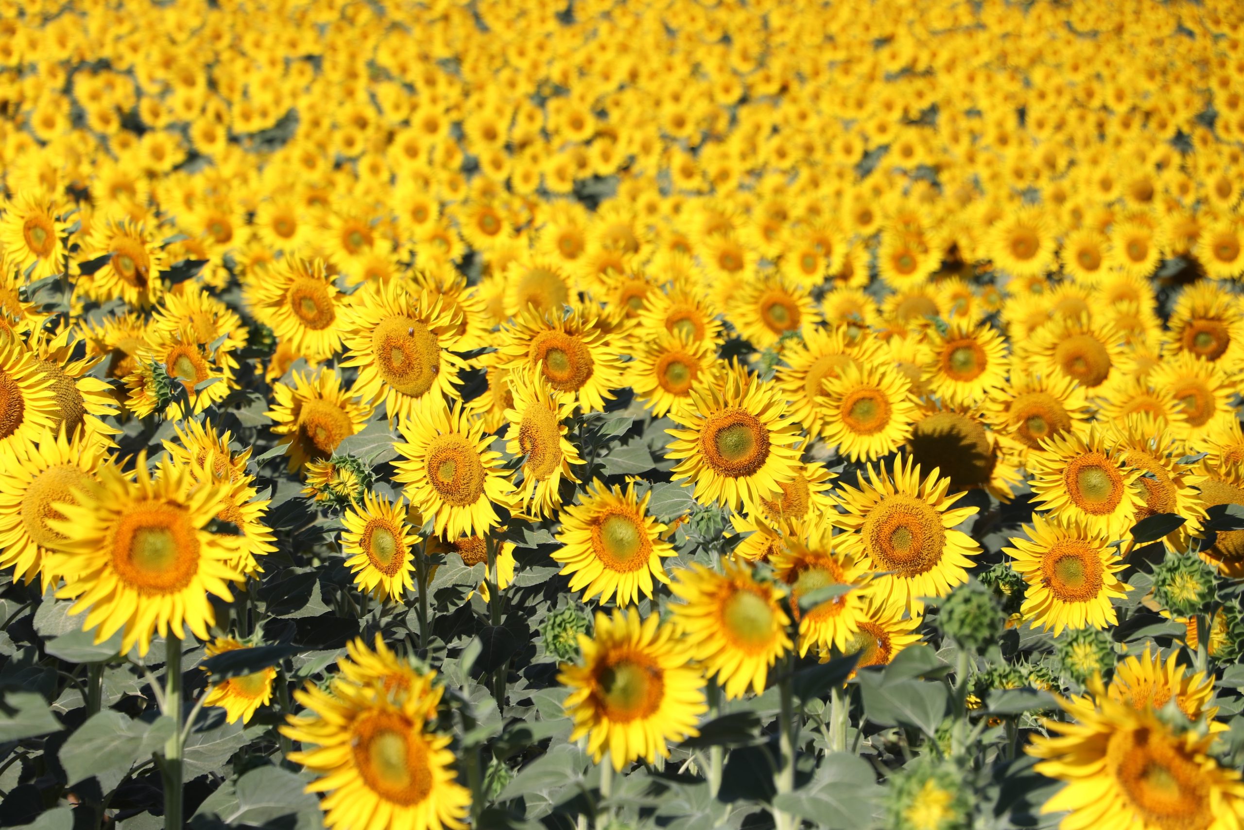 Tekirdağ’da yaz mevsiminin gelişiyle birlikte ayçiçekleri açmaya başladı. Sarı renkleriyle