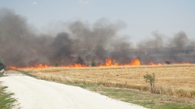 Tekirdağ’ın Hayrabolu ilçesine bağlı Çıkrıkçı Mahallesi’nde buğday ekili bir tarlada
