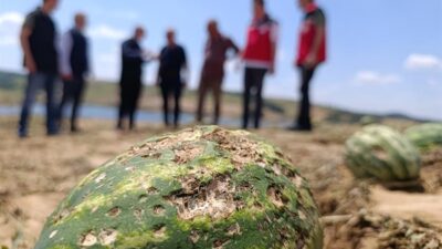 ​Tekirdağ’da meydana gelen dolu zararının ardından, Tarım ve Orman Bakanı