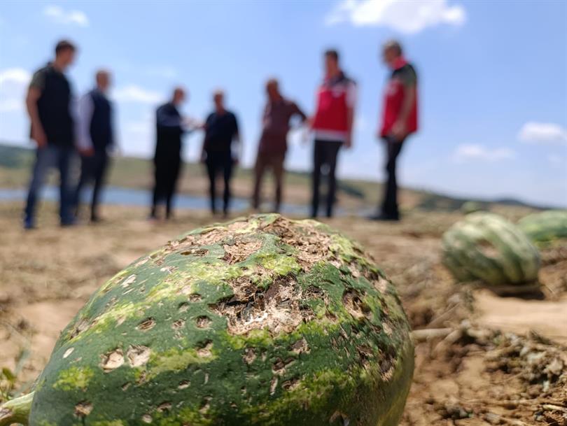 ​Tekirdağ’da meydana gelen dolu zararının ardından, Tarım ve Orman Bakanı