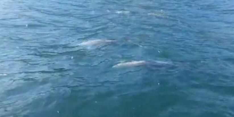 Tekirdağ’da 2 yunus balığı görüntülendi Tekirdağ’da denize tekneye açılan vatandaşlar cep telefonu ile 2 yunus