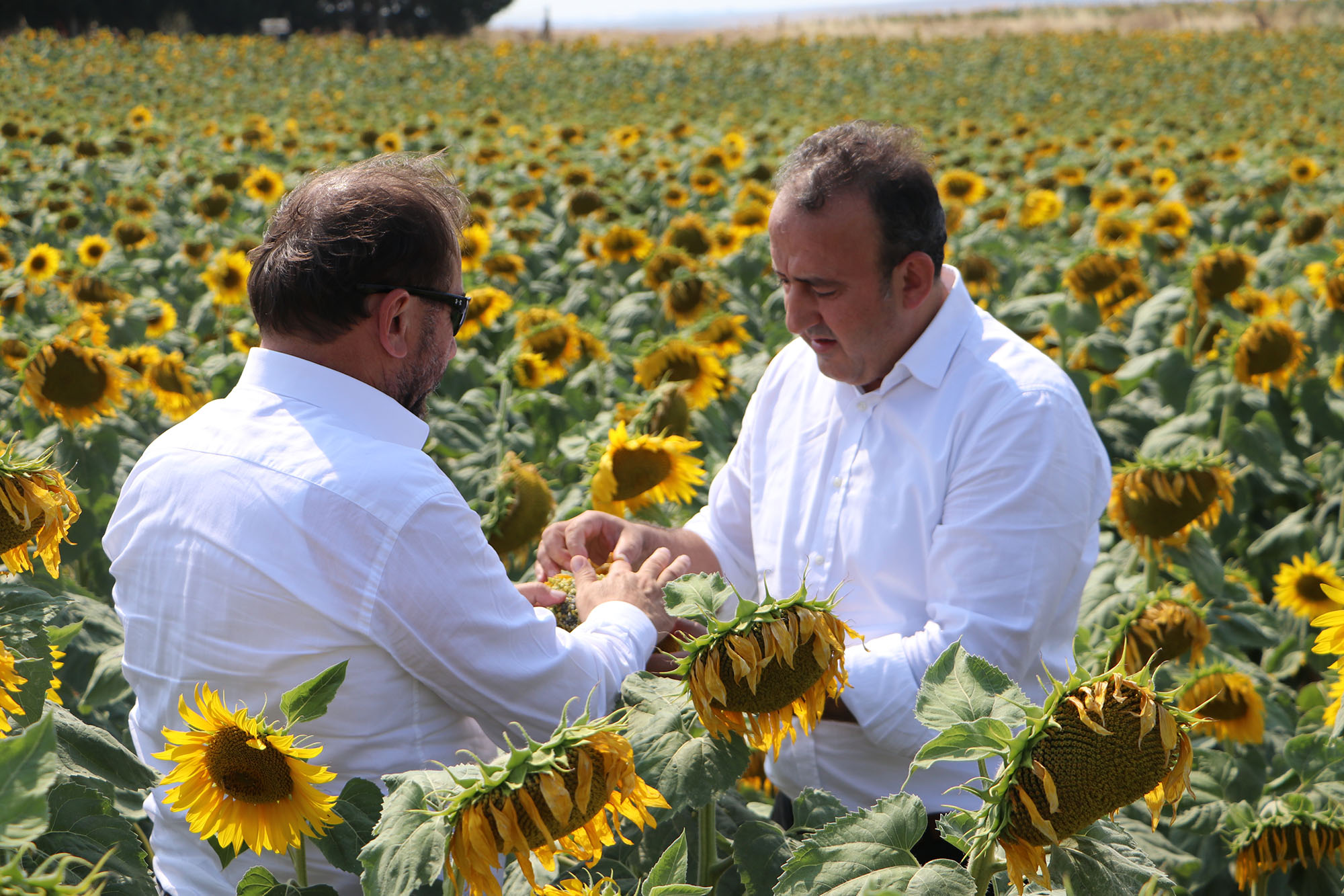 Trakya Kalkınma Ajansı, Trakya  Tohumcular Derneği ve Tarım Bakanlığının ortaklaşa