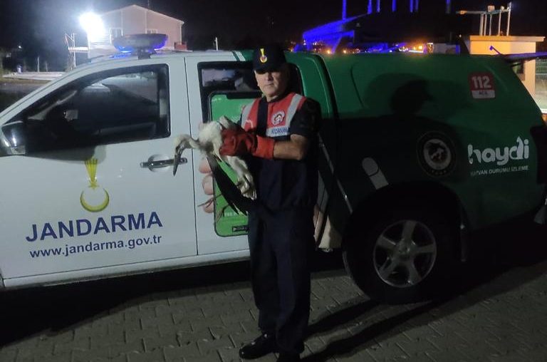 Çorlu’da yol kenarında yaralı halde bulunan 3 leylek, tedavileri için