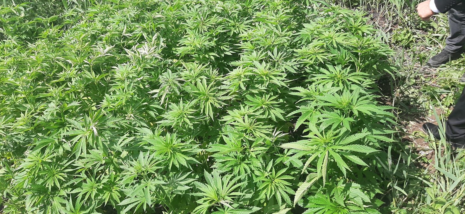 Tekirdağ İl Jandarma Alay Komutanlığı ekipleri, Ergene ilçesinde arazilerine kenevir