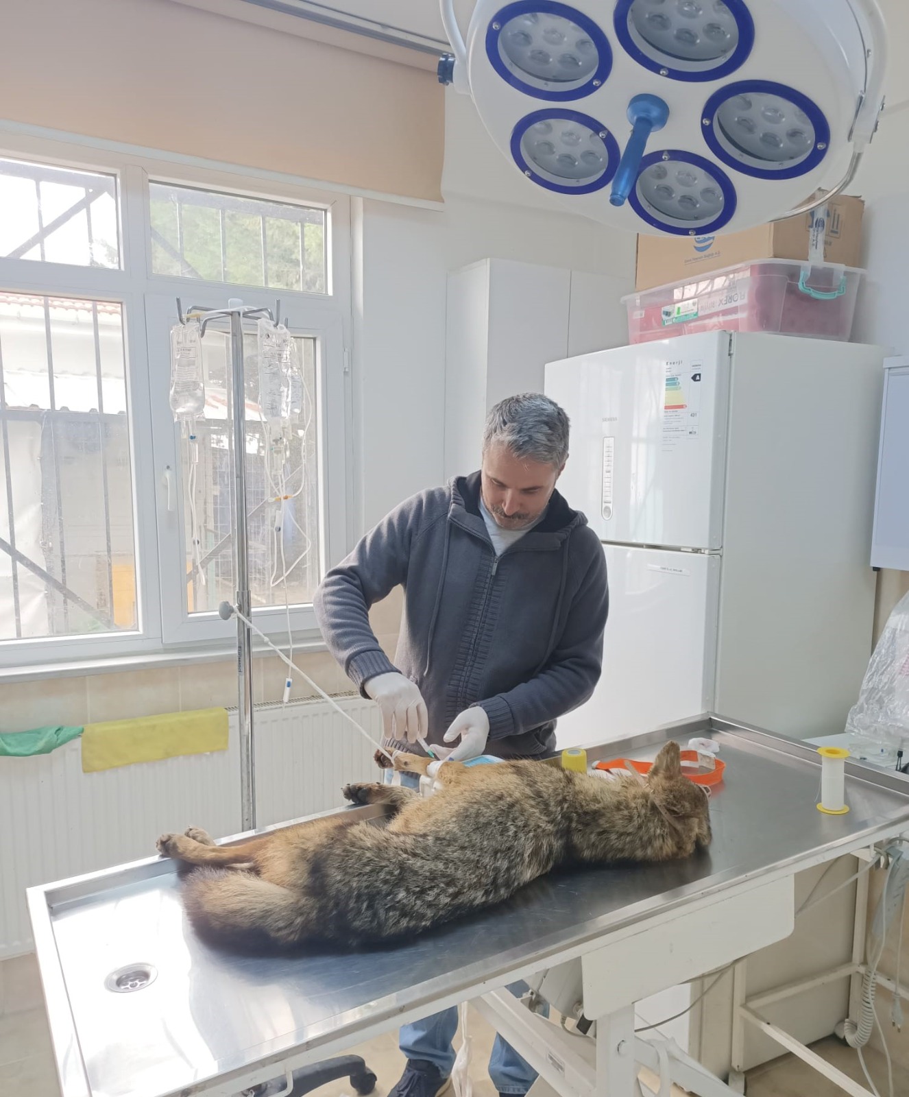 Doğa’da Bitkin Düşen Çakal Tedavi Ediliyor Tekirdağ’ın Hayrabolu ilçesinde bitkin bir vaziyette vatandaşlar tarafından bulunan çakal,