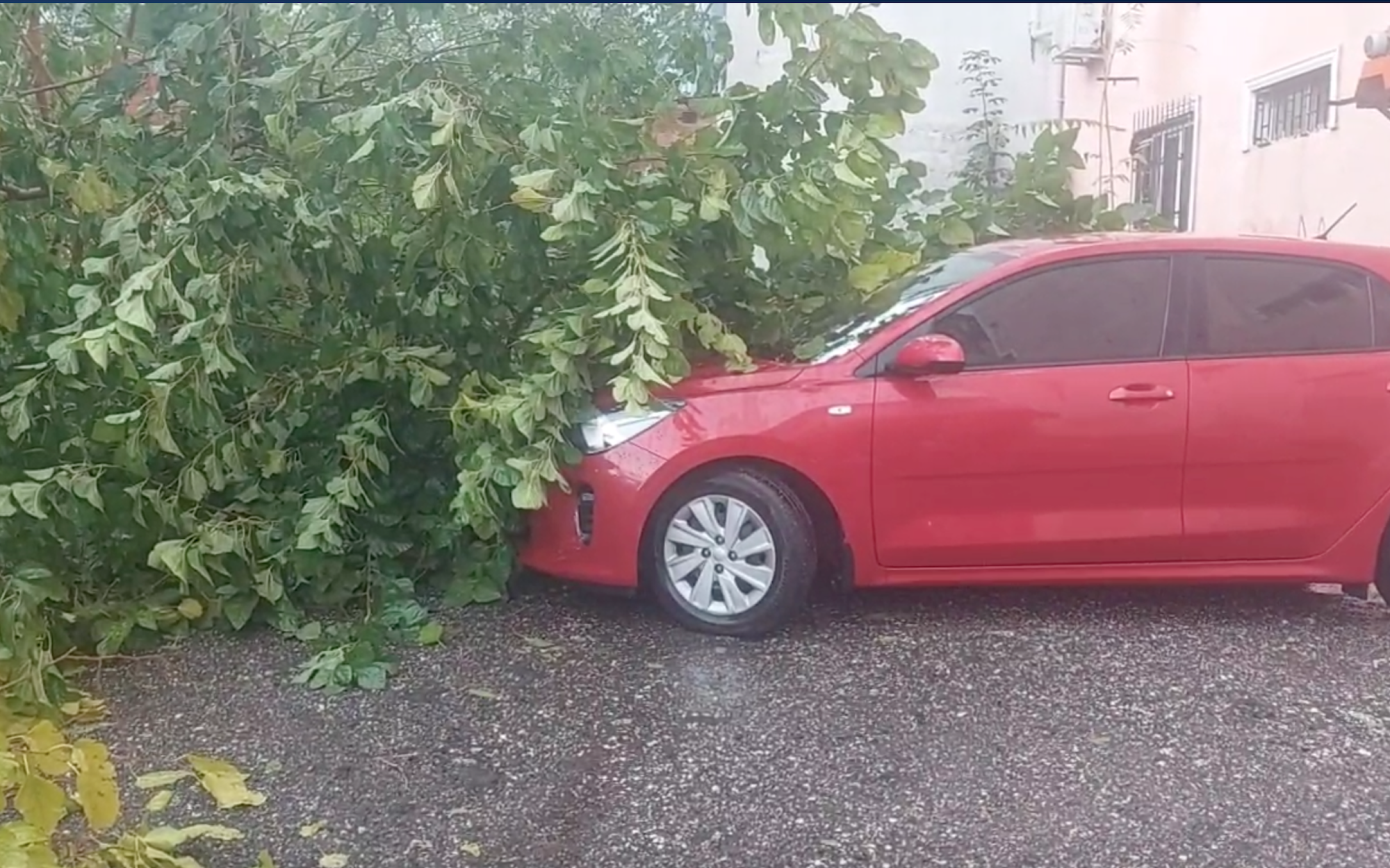 Tekirdağ’ın Süleymanpaşa ilçesinde etkili olan fırtına nedeniyle rüzgara dayanamayan büyük