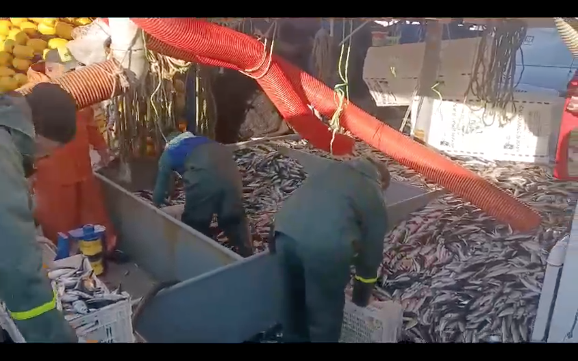 Tekirdağlı Balıkçılar 12 Ton Kolyoz Yakaladı Marmara denizinde verimli bir av sezonu geçiren Tekirdağlı balıkçılar, limana