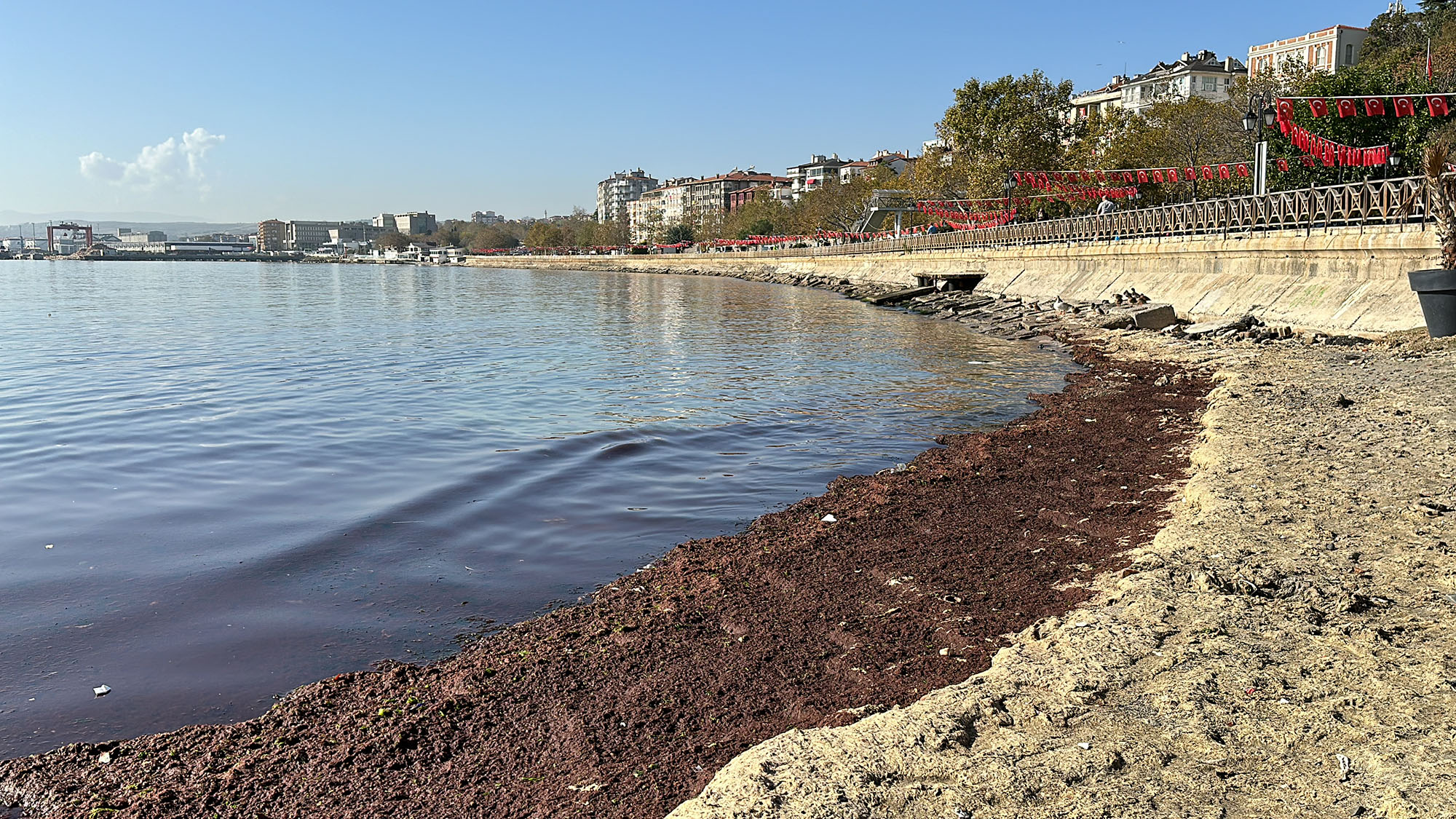 Tekirdağ Kıyıları Kırmızı Yosunla Kaplandı Geçtiğimiz günlerde, Marmara denizinde etkili olan şiddetli lodos, Tekirdağ kıyılarına