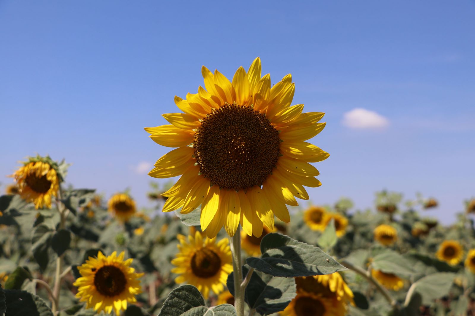 Türkiye’nin Ayçiçek Ambarı olarak bilinen Trakya’da son 40 yılın en